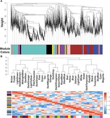 Weighted gene co-expression network analysis reveals immune evasion related genes in Echinococcus granulosus sensu stricto